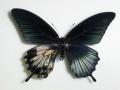 Papilio Gynandromorph 06 (Internet Image property of respective owner, non-commercial use only)